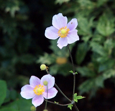 [Two light orchid petaled, 5-petaled flower with a yellow button center and darker yellow stamen ringing the center.]